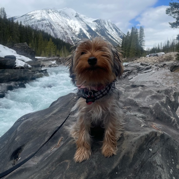 Meet your Posher, Lynette - Picture 4 of 4